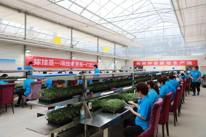 喜報！山東六家單位榮膺“全國巾幗現代農業科技示范基地”，引領技術推廣服務新風尚